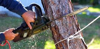 Best Tree Disease Treatment  in Wimberley, TX