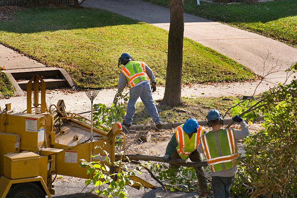 Best Lawn Pest Prevention  in Wimberley, TX